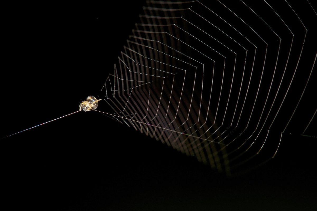 slingshot spider in web