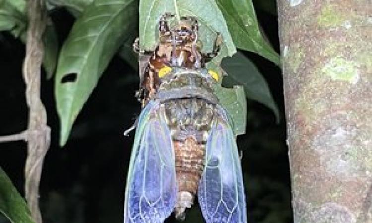 Amazon jungle insect