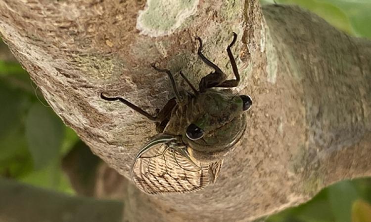 Cicado on branch