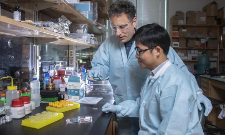 <p>Regents Professor Mark Prausnitz and postdoctoral research scholar Wei Li examine an experimental microneedle contraceptive skin patch. Designed to be self-administered by women for long-acting contraception, the patch could provide a new family planning option. (Credit: Christopher Moore, Georgia Tech)</p>