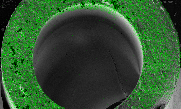 <p>This image shows an elemental map collected with electron microscopy of a fractured cross-section of hybrid hollow fiber membrane with a radius of about 500 μm. Green dots signify locations of the metal oxide within the membrane. This image shows that metal oxide infuses throughout the entire membrane. Microscopy was done by Fengyi Zhang at Georgia Tech’s Materials Characterization Facility.</p>