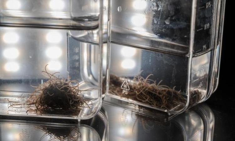 Bhamla's worm research