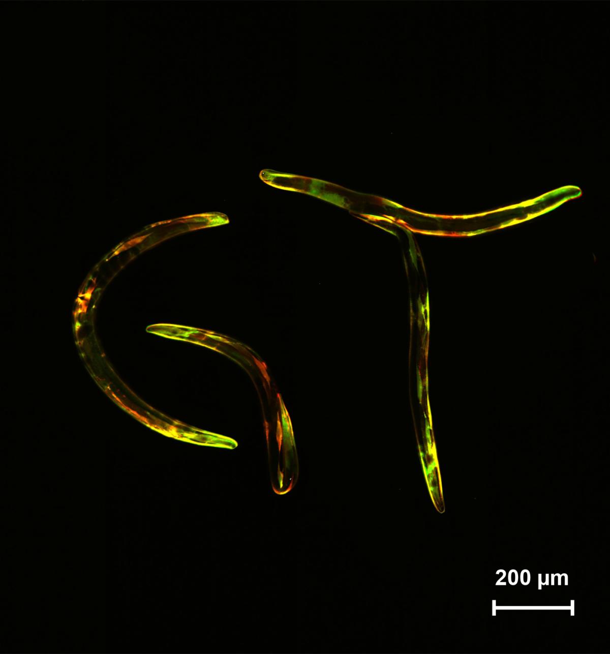 c. elegans research