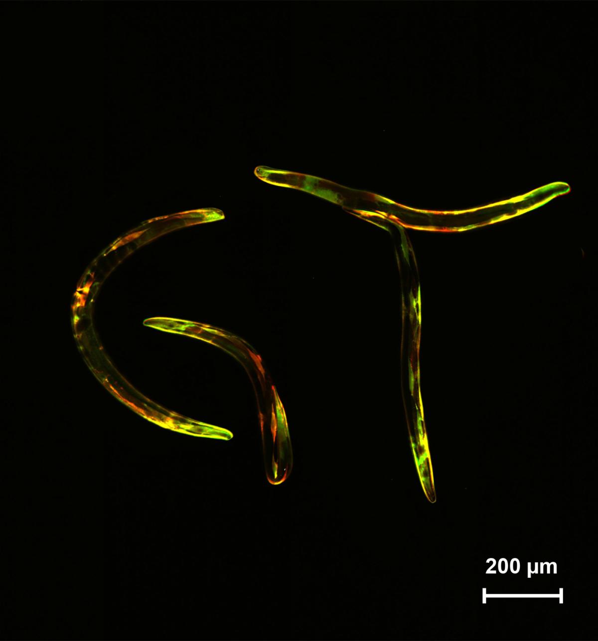 c. elegans worms
