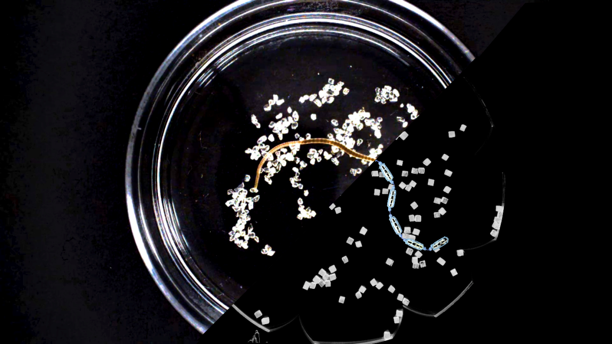 worms in petri dish